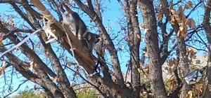 Çivril’de görülen maymun koruma altına alındı