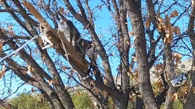 Çivril'de görülen maymun koruma altına alındı