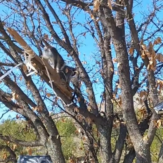 Çivril'de görülen maymun koruma altına alındı