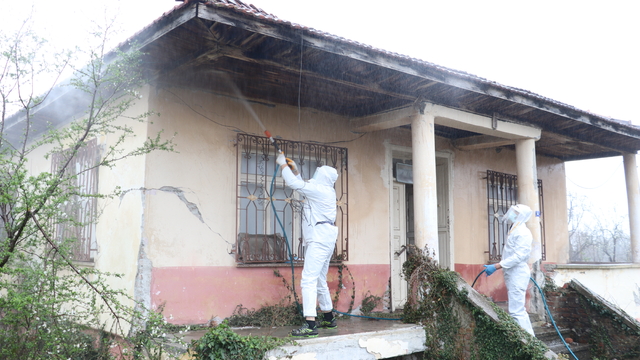 Kahverengi kokarcalar kışlaklardan çıkmadan imha ediliyor