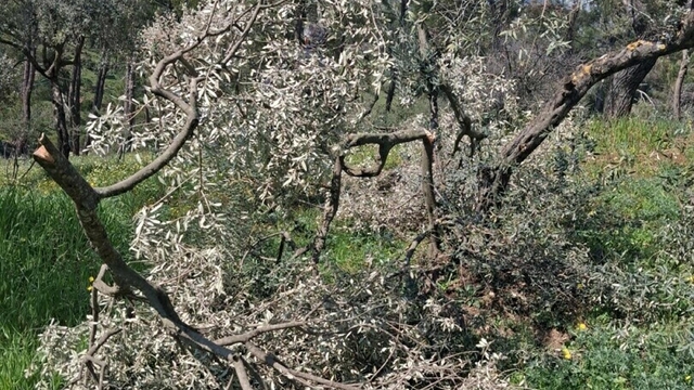 Aydın'da 700 incir ve zeytin ağacı kesildi