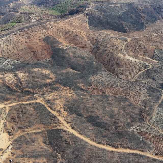 Bursa'da yanan ormanlara 8 ayda 2 milyon fidan