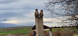 Denizli'de ağaçta yakalanan maymun koruma altına alındı