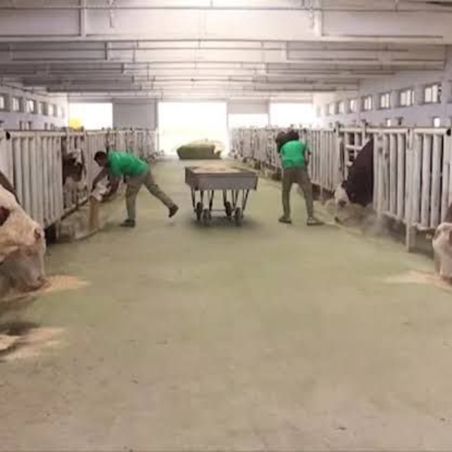 Malatya TİGEM'de şap hastalığı; bölge karantinada