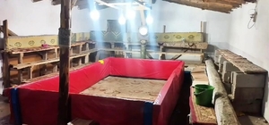 Muş’ta horoz dövüşü yapan 23 kişiye ceza