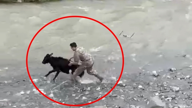 Sahibinden kaçan buzağıyı polis memuru yakaladı; o anlar kamerada
