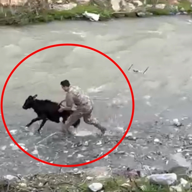Sahibinden kaçan buzağıyı polis memuru yakaladı; o anlar kamerada
