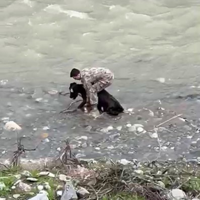 Siirt'te dereye düşen buzağı polis tarafından kurtarıldı