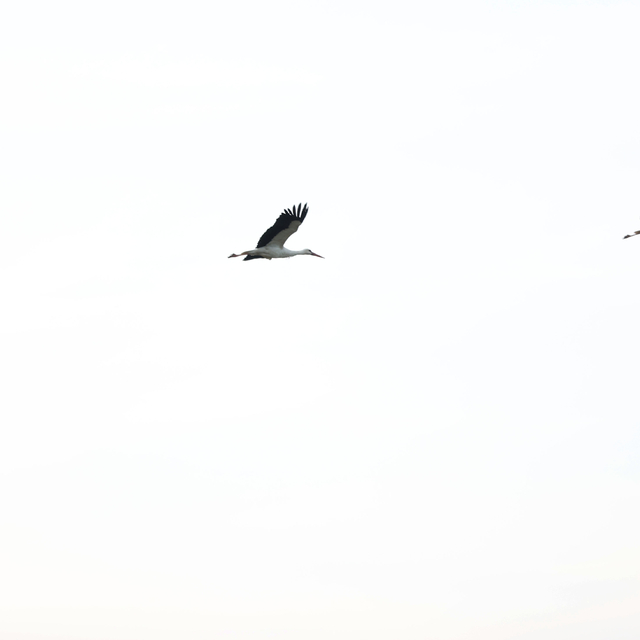 Göç yolundaki leylekler Kırklareli'nde mola verdi