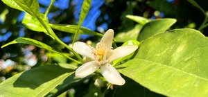 Adana'da portakal çiçeği kokusu kenti sardı