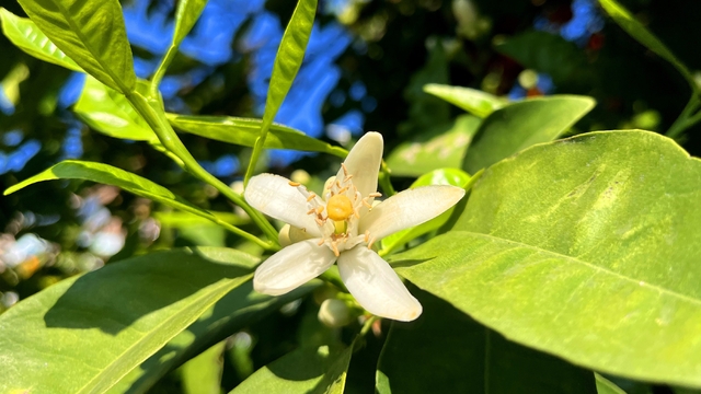 Adana'da portakal çiçeği kokusu kenti sardı