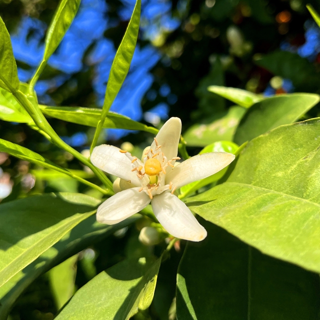 Adana'da portakal çiçeği kokusu kenti sardı
