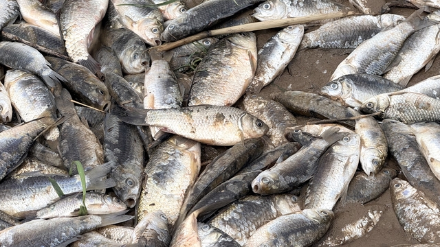 Diyarbakır'da aşırı yağışlar sonrası suyun geri çekilmesiyle balıklar telef oldu