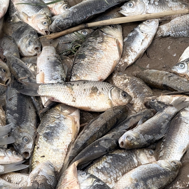 Diyarbakır'da aşırı yağışlar sonrası suyun geri çekilmesiyle balıklar telef...