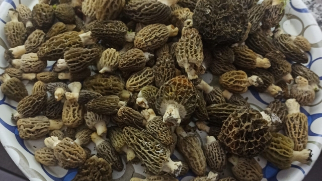 Buldan ormanlarında kuzugöbeği bereketi