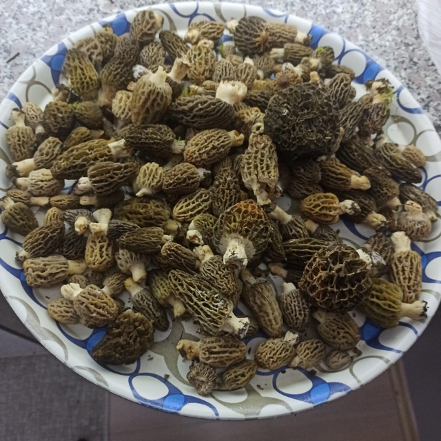 Buldan ormanlarında kuzugöbeği bereketi