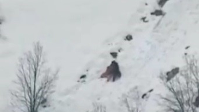 Kış uykusundan uyanan ayıların kar keyfi