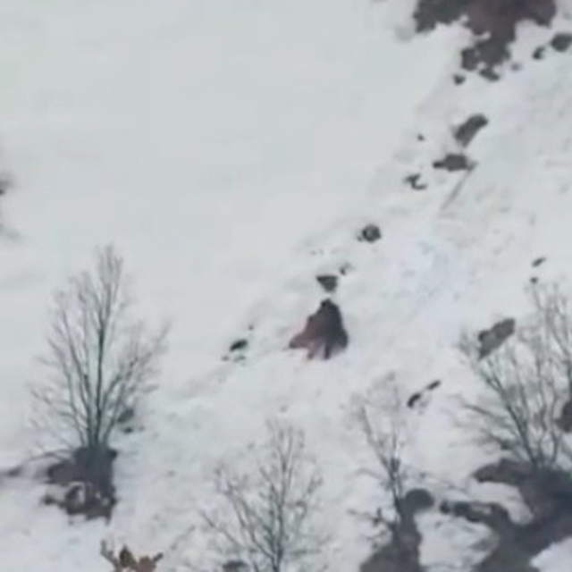 Kış uykusundan uyanan ayıların kar keyfi