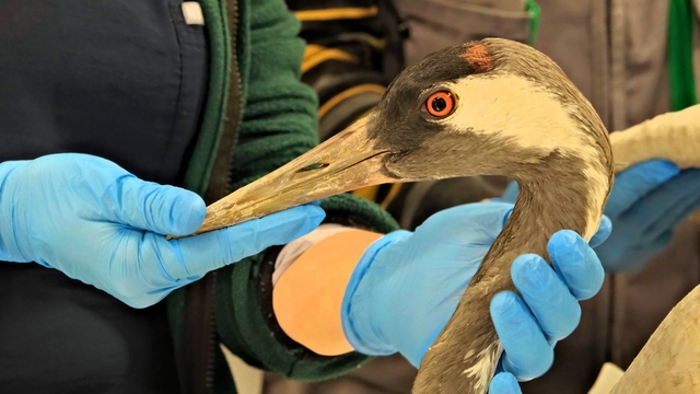 Göç yolunda yaralanan bayağı turnanın tedavisi Ormanya'da sürüyor
