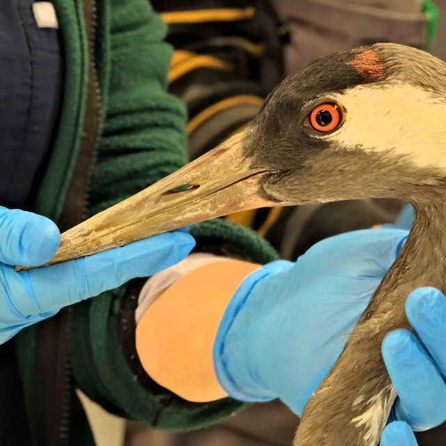 Göç yolunda yaralanan bayağı turnanın tedavisi Ormanya'da sürüyor
