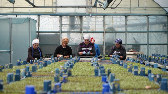 Milyonlarca sebze fidesi profesyonel ellerde üretiliyor