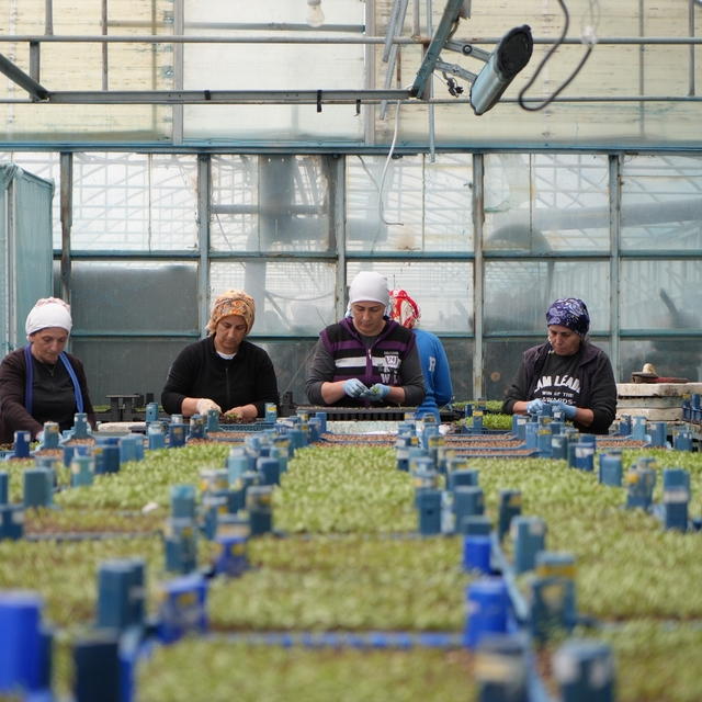 Milyonlarca sebze fidesi profesyonel ellerde üretiliyor