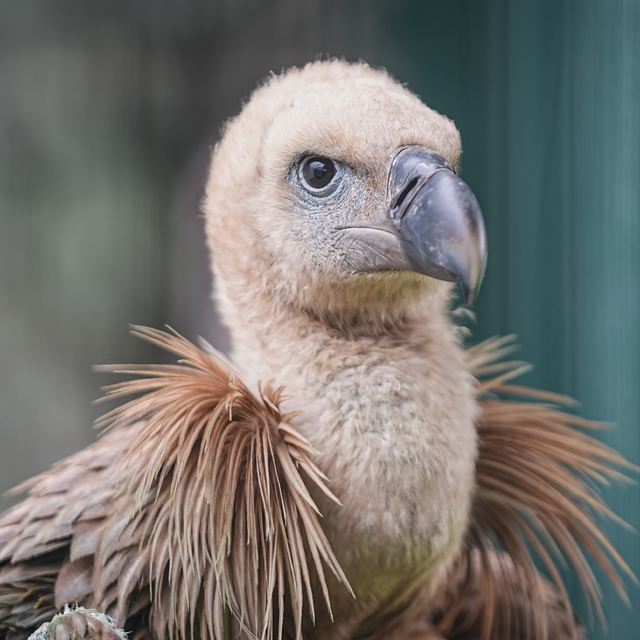 Yaralı bulunan kızıl akbaba Bursa'da yeniden uçmaya hazırlanıyor