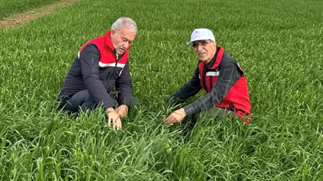 Araban Ovası'nda etkili olan yağışların buğday ve arpa ekili alanlara zararı incelendi
