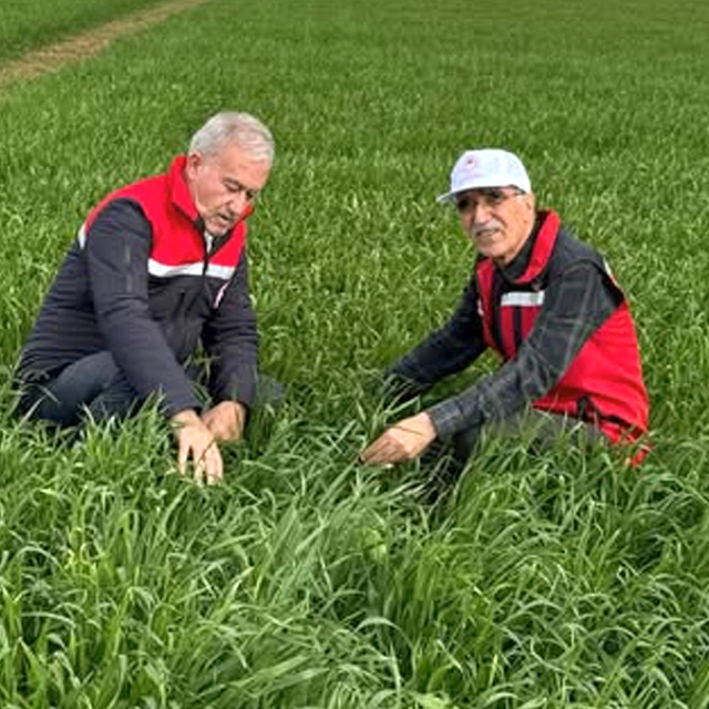 Araban Ovası'nda etkili olan yağışların buğday ve arpa ekili alanlara zarar...