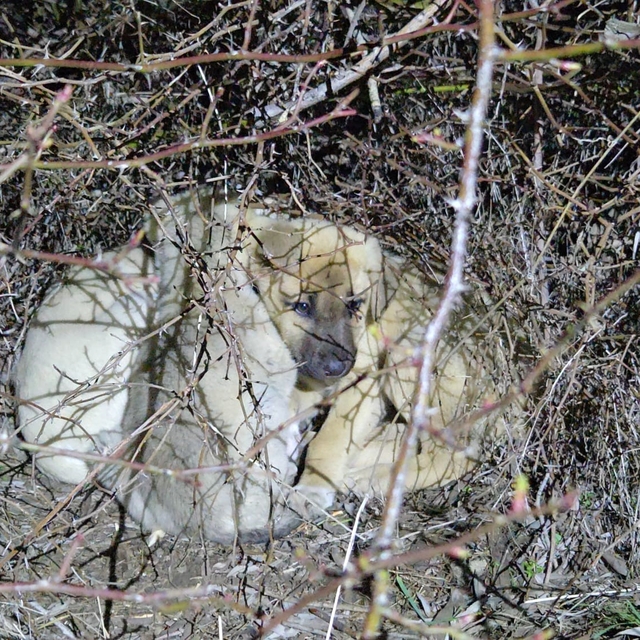 Ölüme terk edilmiş köpek yavrularına sahip çıktı