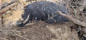 Başkale’de ahır çöktü: 20 küçükbaş hayvan göçük altında kaldı