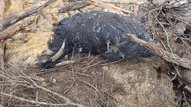 Başkale'de ahır çöktü: 20 küçükbaş hayvan göçük altında kaldı