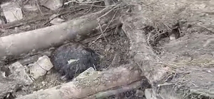 Van'da ahır çöktü; 20 küçükbaş öldü