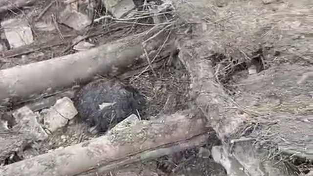 Van'da ahır çöktü; 20 küçükbaş öldü