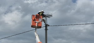 Ölüm hattıydı, yuvalara dönüştü: Bini aştı