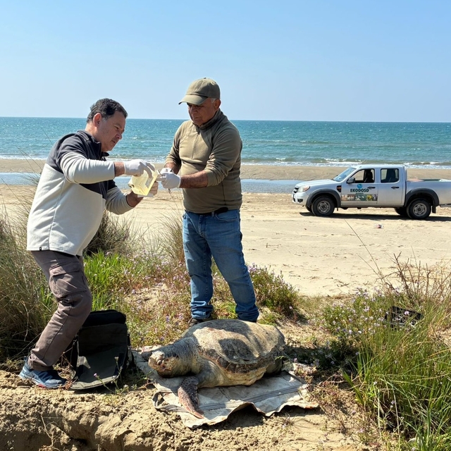 Kuşadası'nda deniz kaplumbağası ölümleri artıyor: Bir haftada 7 kayıp