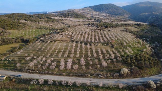 Manisa'da badem ağaçları çiçeklerle bezendi
Badem ağaçlarının görsel şöleni havadan görüntülendi