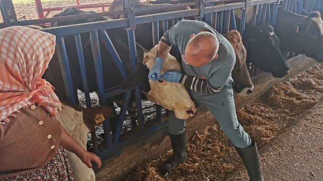 Bozdoğan'da aşı ve küpeleme çalışmaları sürüyor