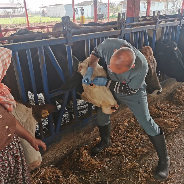 Bozdoğan'da aşı ve küpeleme çalışmaları sürüyor