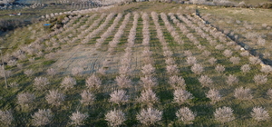 Demirci'de badem ağaçları çiçek açtı