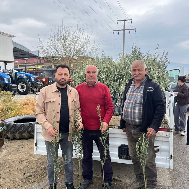 Bayındır'da üreticilere zeytin fidanı desteği