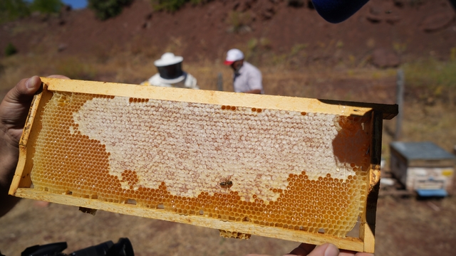 Erzincan Geven Balı coğrafi işaret tescili aldı