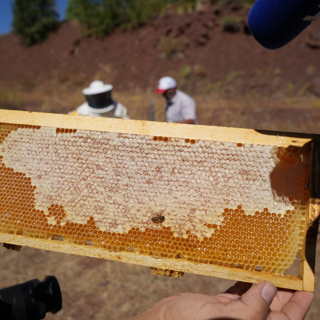 Erzincan Geven Balı coğrafi işaret tescili aldı