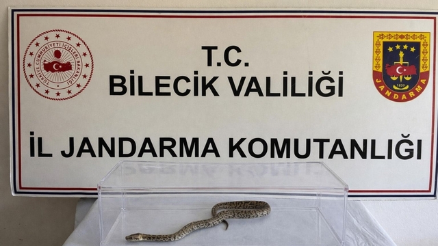 Bilecik'te nesli tükenmekte olan piton yılanı yakalandı