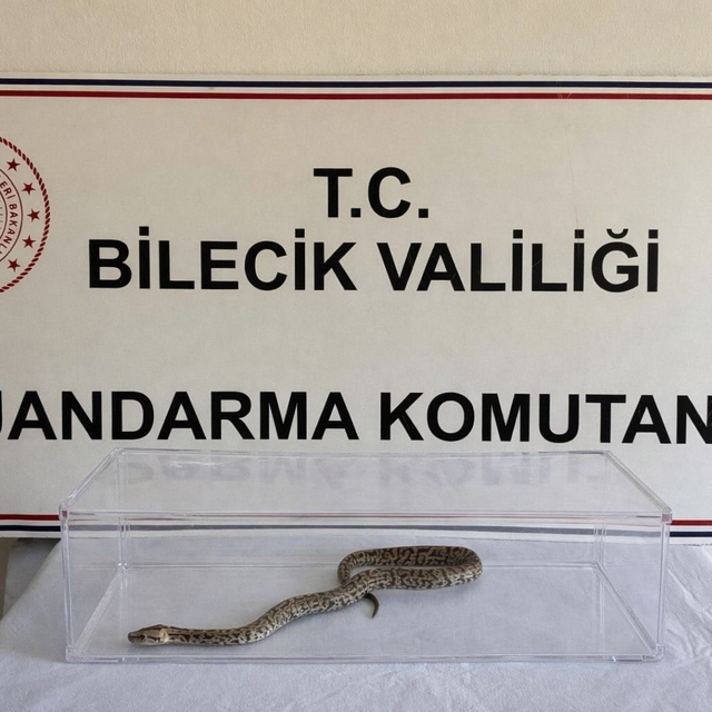 Bilecik'te nesli tükenmekte olan piton yılanı yakalandı
