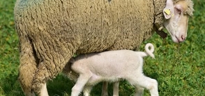 Bahar geldi kuzular anneleri ile buluştu Kuzular meleyerek anne koyunlara kavuştu