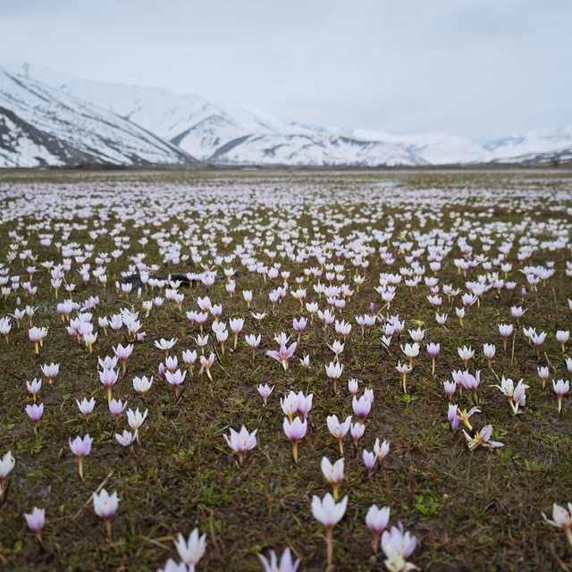 Güzeldere Vadisi bahar çiğdemleriyle süslendi