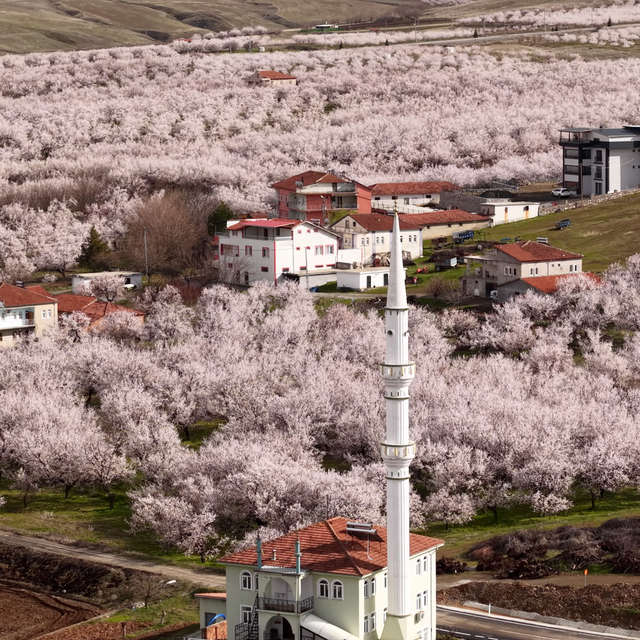 Geçen yıl zirai dondan etkilenen kayısı ağaçları çiçek açtı