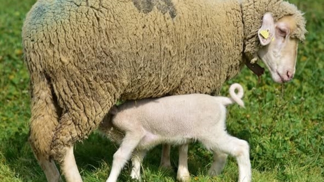 Bahar geldi kuzular anneleri ile buluştu
Kuzular meleyerek anne koyunlara kavuştu