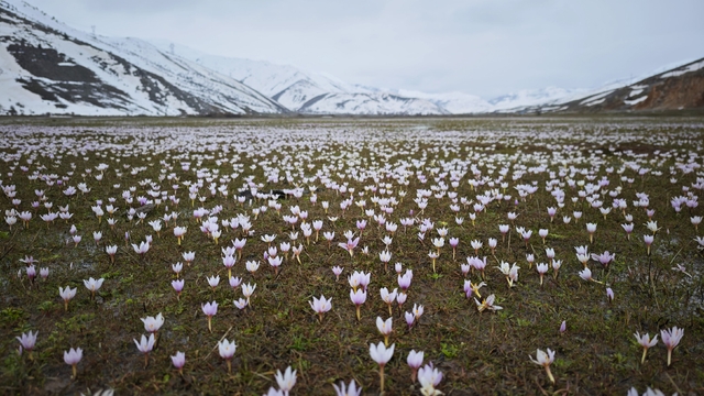 Güzeldere Vadisi bahar çiğdemleriyle süslendi